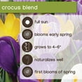thumbnail image 6 of Member's Mark Crocus Mix Dormant Bulbs, 70pk, 6 of 9