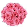 thumbnail image 1 of Member's Mark Gerbera Daisies, choose color and stem count, 1 of 8