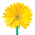 thumbnail image 3 of Member's Mark Gerbera Daisies, choose color and stem count, 3 of 8