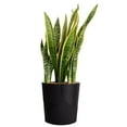thumbnail image 2 of Costa Farms 10" Sansevieria Tropical Plant in Deco Pot, 2 of 6