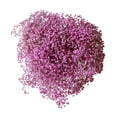 thumbnail image 1 of Member's Mark Enhanced Gypsophila, choose color and stem count, 1 of 3