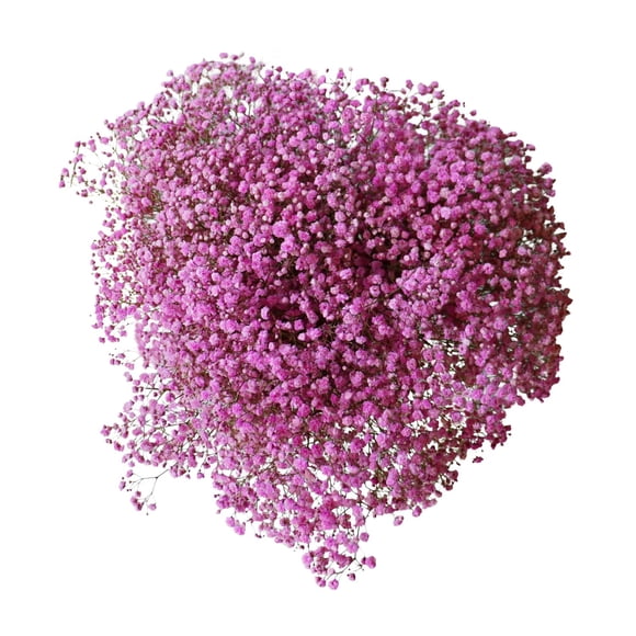 Member's Mark Enhanced Gypsophila, choose color and stem count