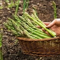 thumbnail image 4 of Member's Mark Asparagus Mary Washington, 24pk, 4 of 9