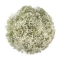 thumbnail image 1 of Member's Mark Gypsophila, choose variety and quantity, 1 of 5