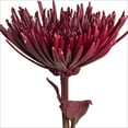 thumbnail image 1 of Member's Mark Painted Mums, 100 stems, Choose color, 1 of 2