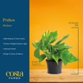 thumbnail image 8 of Costa Farms Live 6" Golden Pothos in Self-Watering Pot, 8 of 9