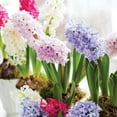 thumbnail image 5 of Member's Mark Hyacinth Blend Dormant Bulbs, 24pk, 5 of 9