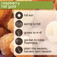 thumbnail image 6 of Member's Mark Raspberry Fall Gold & Purple Royalty, 2pk, 6 of 10
