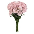 thumbnail image 2 of Member's Mark Painted Poms, 60 Stems, choose color, 2 of 6