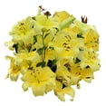 thumbnail image 1 of Member's Mark Oriental Trumpet Lilies, Choose color and stem count, 1 of 2