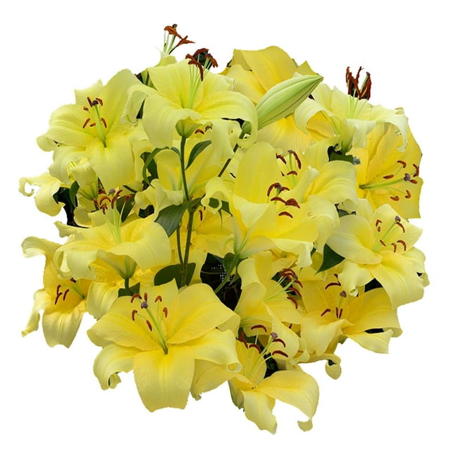 Member's Mark Oriental Trumpet Lilies, Choose color and stem count