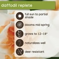 thumbnail image 6 of Member's Mark Daffodil Replete Dormant Bulbs, 30pk, 6 of 9