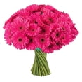 thumbnail image 2 of Member's Mark Gerbera Daisies, choose color and stem count, 2 of 7