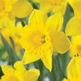 thumbnail image 4 of Member's Mark Daffodil Yellow Trumpet Dormant Bulbs, 40pk, 4 of 9
