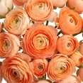 thumbnail image 4 of Ranunculus, 60 stems, choose color, 4 of 6