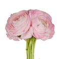 thumbnail image 2 of Ranunculus, 60 stems, choose color, 2 of 2