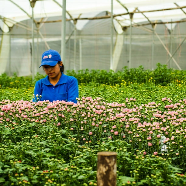 Member's Mark Ecuadorian Premium Roses, choose color variety and