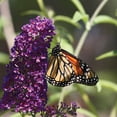thumbnail image 5 of Member's Mark Buddleia & Weigela Butterfly Bush Blue & Weigela Deep Pink Dormant Bulbs, 2pk, 5 of 9
