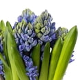 thumbnail image 3 of Member's Mark Seasonal Hyacinth Bunch, 10 stems, 3 of 7