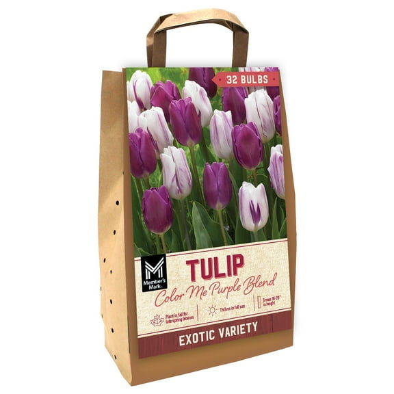 Member's Mark Tulip Color Me Purple Dormant Bulbs, 32pk