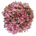 thumbnail image 1 of Member's Mark Alstroemeria, Choose color and stem count, 1 of 1