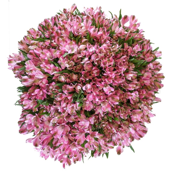 Member's Mark Alstroemeria, Choose color and stem count
