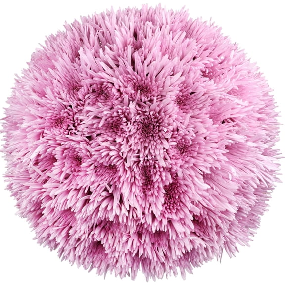 Member's Mark Spider Mums, choose color and stem count