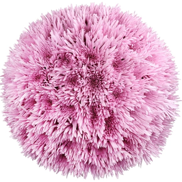 Member's Mark Spider Mums, choose color and stem count