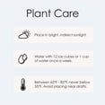 thumbnail image 4 of 10" White Orchid Planter in Bistro Green Pot, 4 of 5