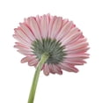 thumbnail image 6 of Member's Mark Gerbera Daisies, choose color and stem count, 6 of 8