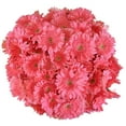 thumbnail image 1 of Member's Mark Gerbera Daisies, choose color and stem count, 1 of 4