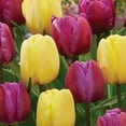 thumbnail image 10 of Member's Mark Landscape Boxed Bulbs, 10 of 11