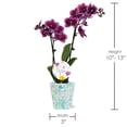 thumbnail image 4 of 3" Dark Purple Orchid in Temperance Floramx Pot with For You Pick, 4 of 4