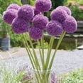 thumbnail image 4 of Member's Mark Allium Purple Sensation Dormant Bulbs, 40pk, 4 of 8