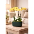 thumbnail image 3 of 10" Yellow Orchid Planter in Bistro Green Pot, 3 of 5