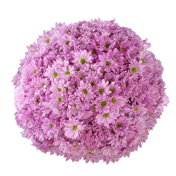 Member's Mark Pompon Daisies, 90 stems (Choose color)