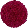 thumbnail image 1 of Member's Mark Mini Carnations, Choose color and stem count, 1 of 6