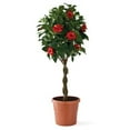 thumbnail image 1 of 10" Blooming Hibiscus Braid, 1 of 1