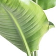 thumbnail image 4 of Costa Farms 10" Tropical Foliage Plant in Decorative Pot, 4 of 9