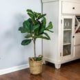 thumbnail image 4 of Faux 30" Fig Tree in Woven Basket, 4 of 6