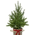 thumbnail image 4 of Member's Mark 48" Pre-Lit Topiary in Woven Basket, 4 of 5