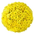 thumbnail image 1 of Member's Mark Pompon Daisies, 90 stems (Choose color), 1 of 4