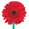 thumbnail image 3 of Member's Mark Gerbera Daisies, choose color and stem count, 3 of 8