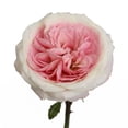 thumbnail image 3 of Member's Mark Garden Roses, 36 stems, Choose color variety, 3 of 6