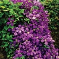 thumbnail image 5 of Member's Mark Clematis Jackmanii Dormant Bulbs, 3pk, 5 of 9