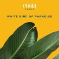 thumbnail image 3 of Costa Farms 10" Bird of Paradise Tropical Plant in Decorative Pot, 3 of 9
