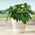 thumbnail image 5 of Member's Mark 22" Garden Planter, 5 of 6