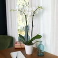 thumbnail image 4 of Just Add Ice Live White Orchid in White Ceramic Pottery, 24" Tall, 4 of 7