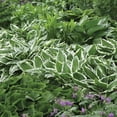 thumbnail image 4 of Member's Mark Hosta Albomarginata Dormant Bulbs, 8pk, 4 of 9