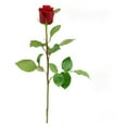 thumbnail image 2 of Member's Mark Ecuadorian Premium Roses, choose color variety and stem count, 2 of 7